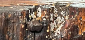 hatching time for bed bug eggs